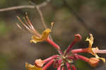 Orange azalea